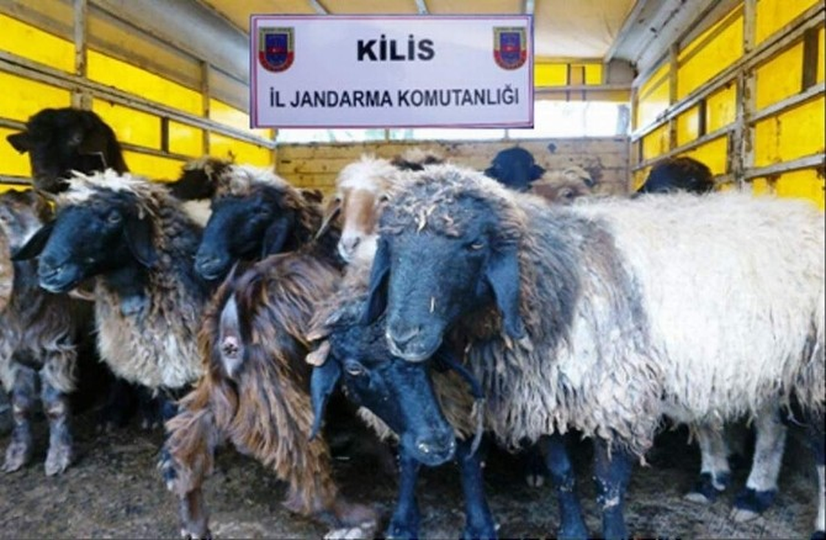 Kilis\'te 44 Adet Küçükbaş Hayvan Ele Geçirildi