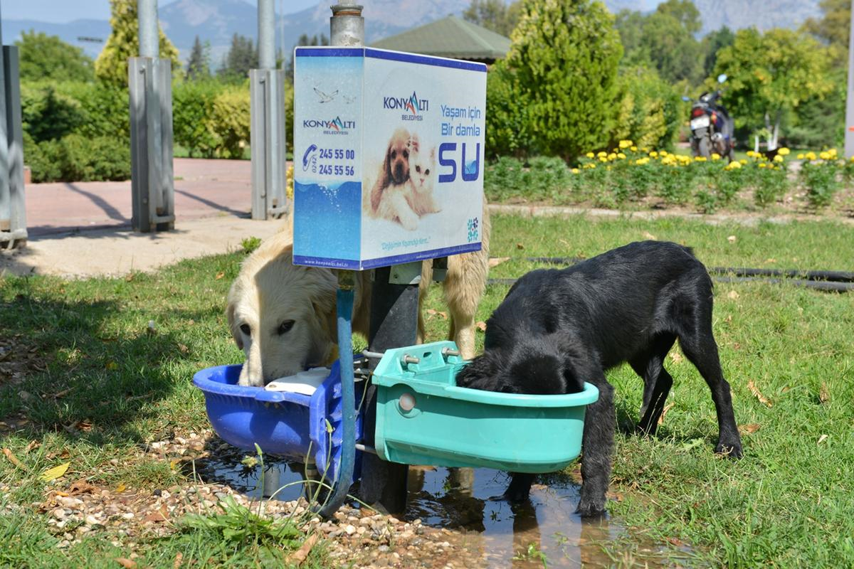 Konyaaltı\'nda Sokak Hayvanlarına Suluk ve Mama Hizmeti