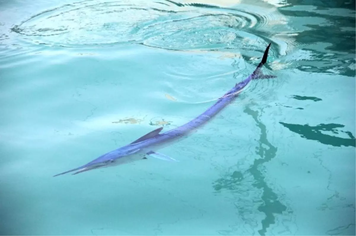 Mavi Yelken Balıkları Renkleriyle Göz Kamaştırdı