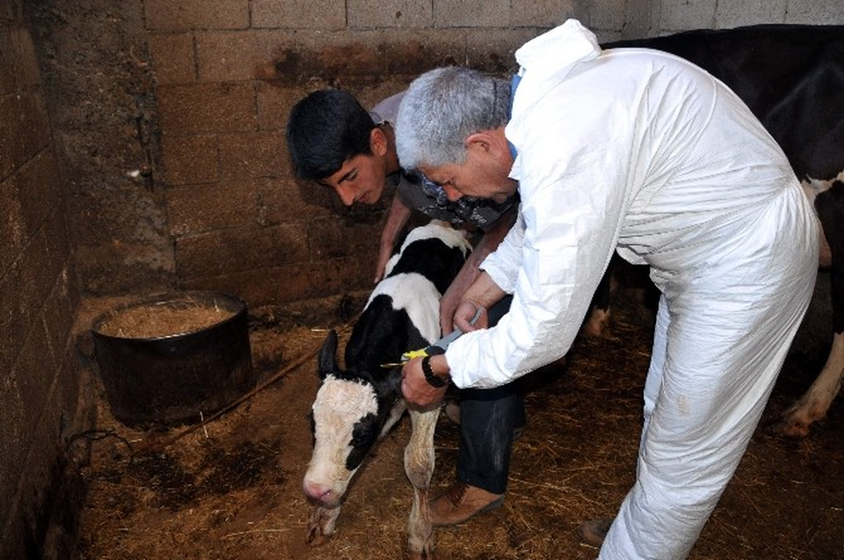 Sığırlara Küpe Takma Süresi Uzatıldı