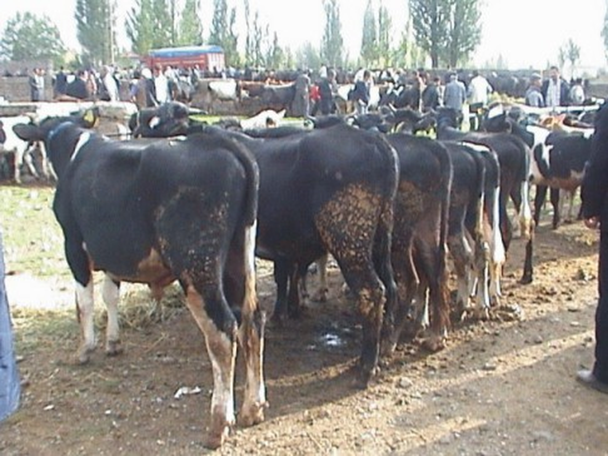 Suşehri\'nde \'Sığır Çiçeği\' Hastalığına Karşı Önlemler