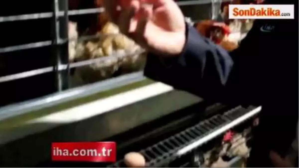 Tavuklara Klasik Müzikli Destek