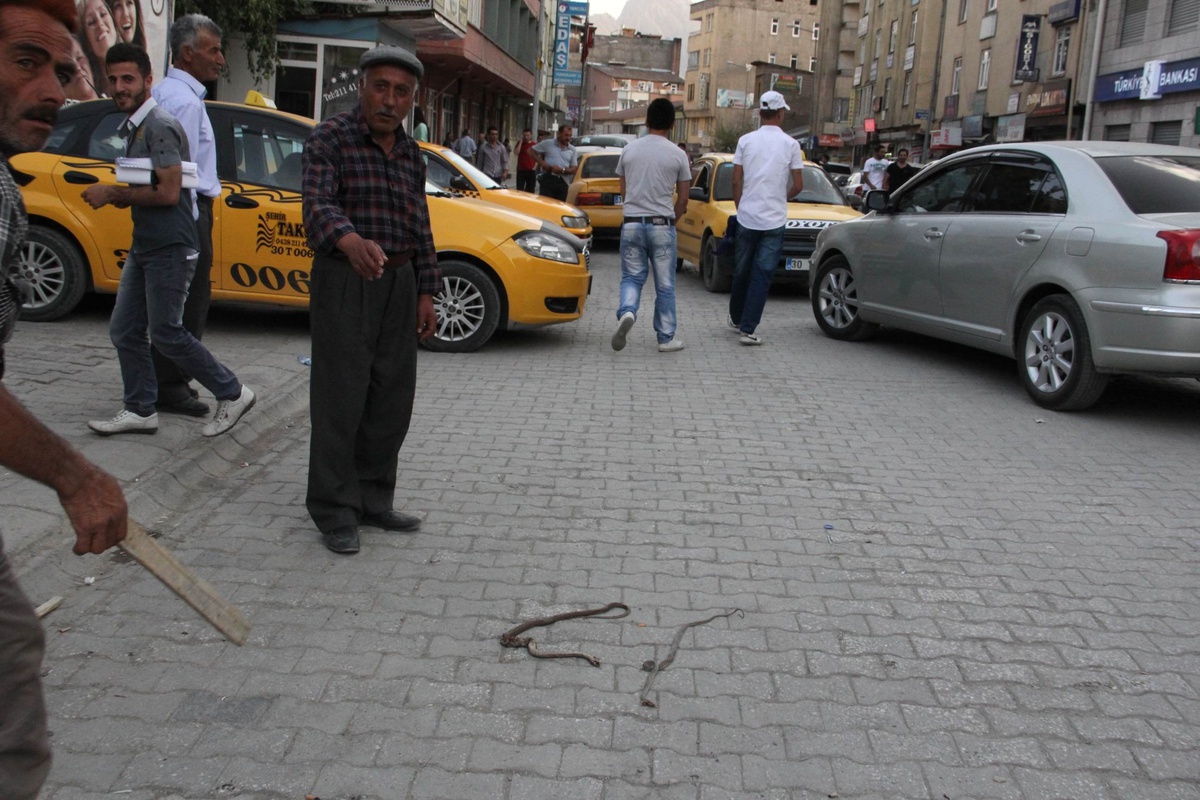 Yılanlar Vatandaşı Tedirgin Etti