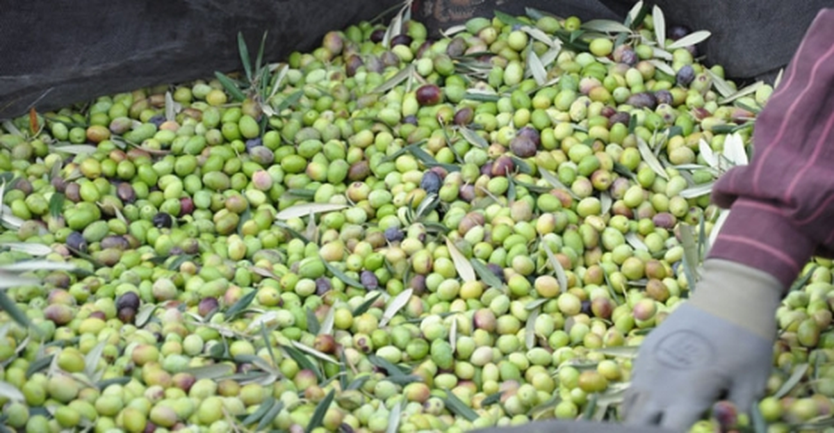 Zeytin Üreticilerinin Kanun Tasarısı Endişesi