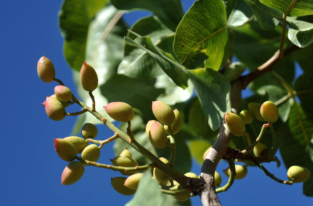 Antep Fıstığının Avantajı Aromasında