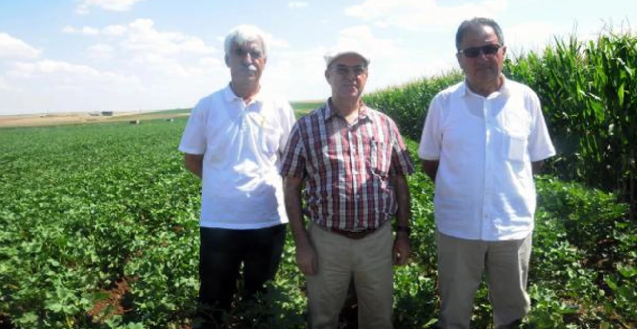 Bismil Çiftçisinden Sitem: Devlet Sanki Dedaş'ı Koruyor Gibi