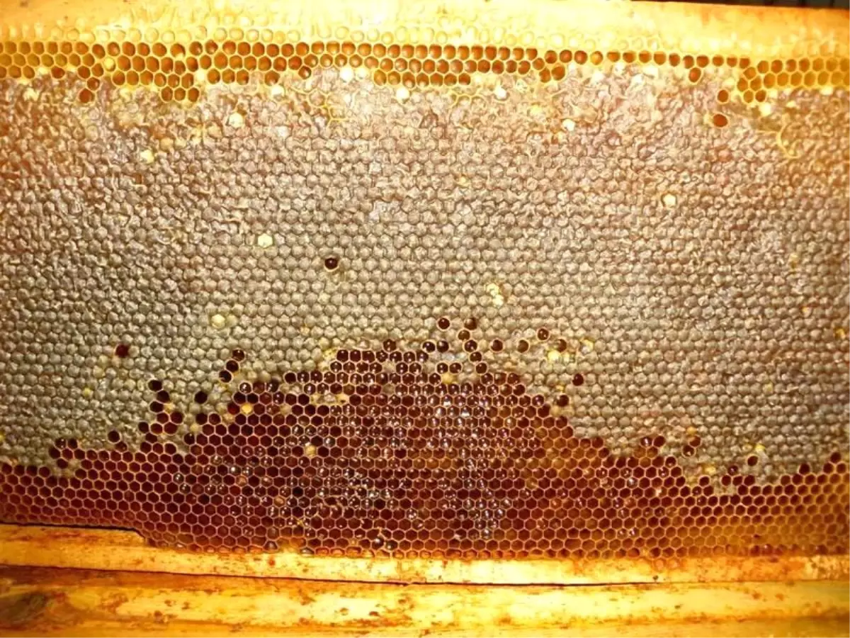 Hazar Baba Dağı\'nın En Verimli ve Tatlı Hasadı Başladı