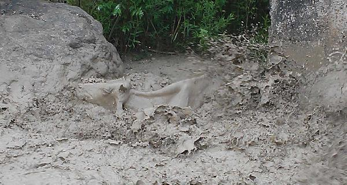İneğin Çamurlu Derede Yaşam Mücadelesi
