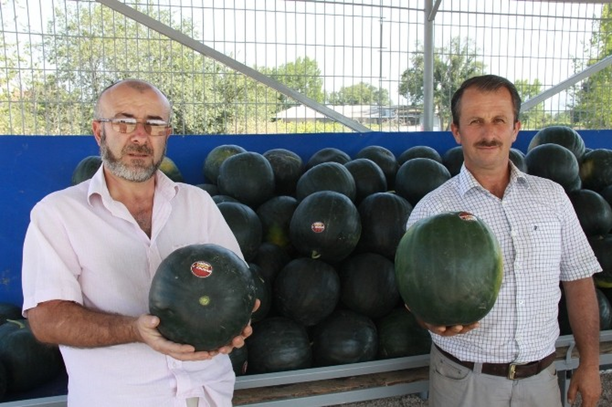 Kara Karpuz Kapış Kapış