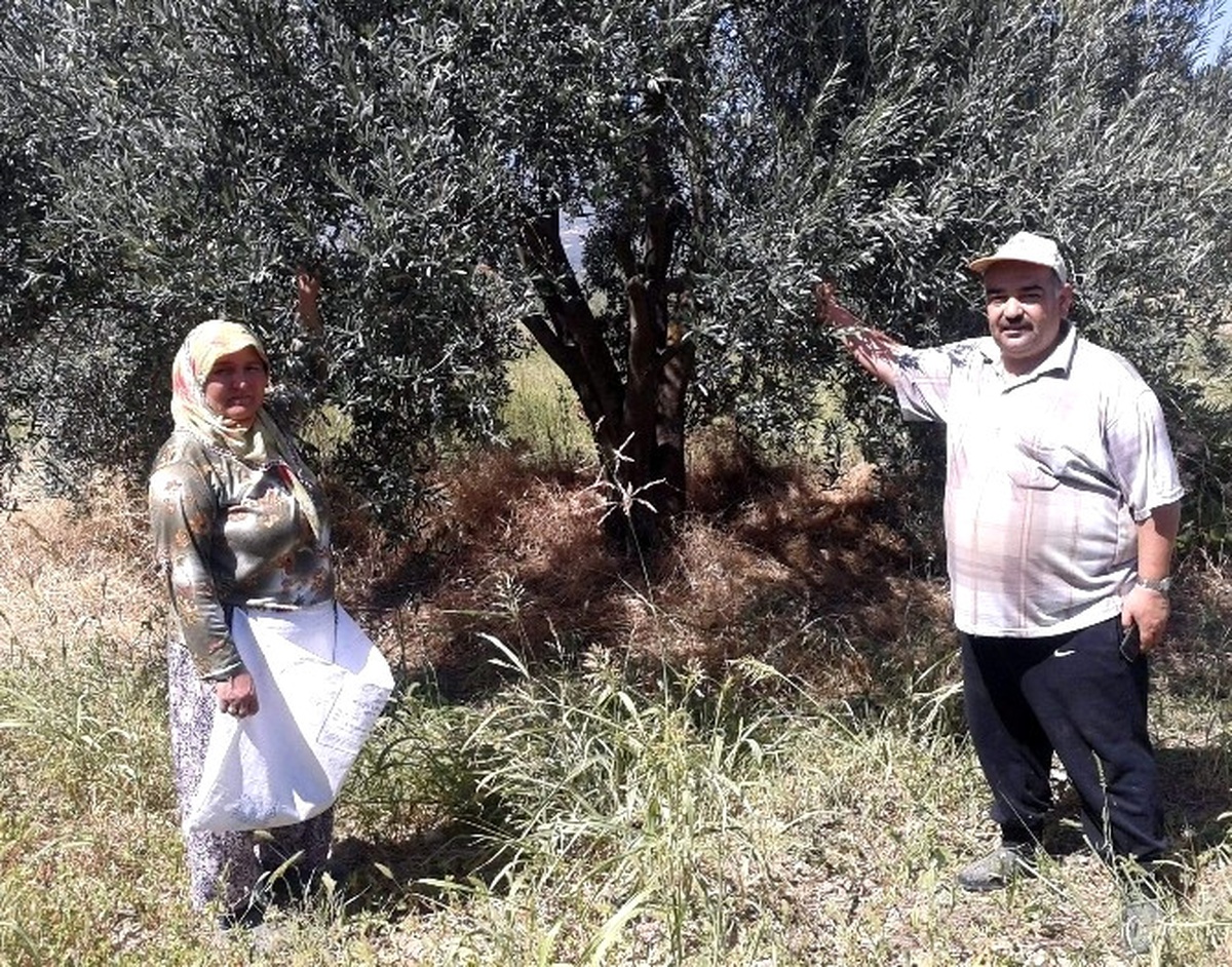 Körfez Bölgesi Zeytinlikleri Korumak İçin Ayaklandı