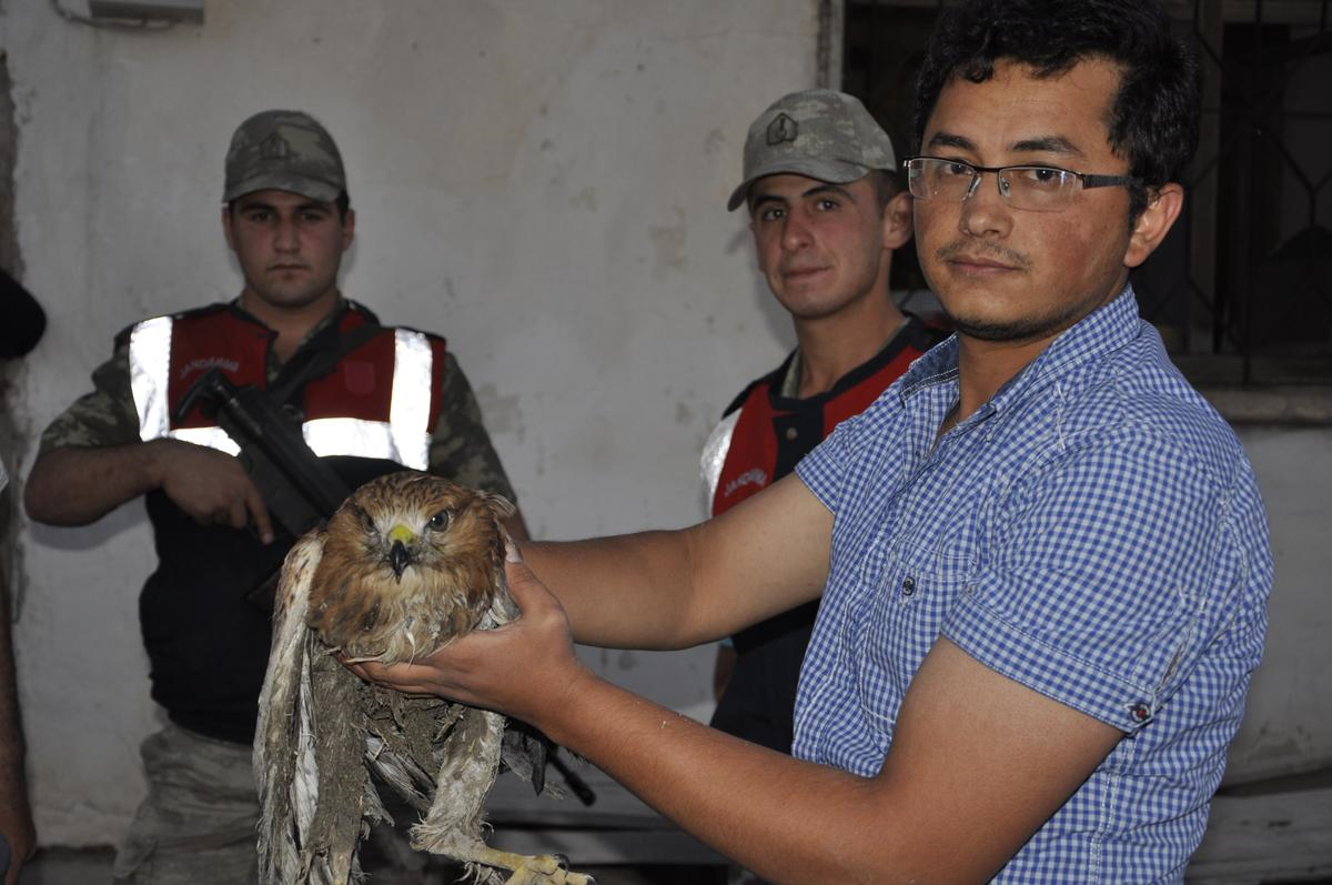 Yaralı Şahine Jandarma Ekipleri Sahip Çıktı