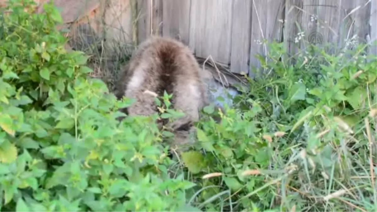 Yavru ayı ormanlık alana bırakıldı -