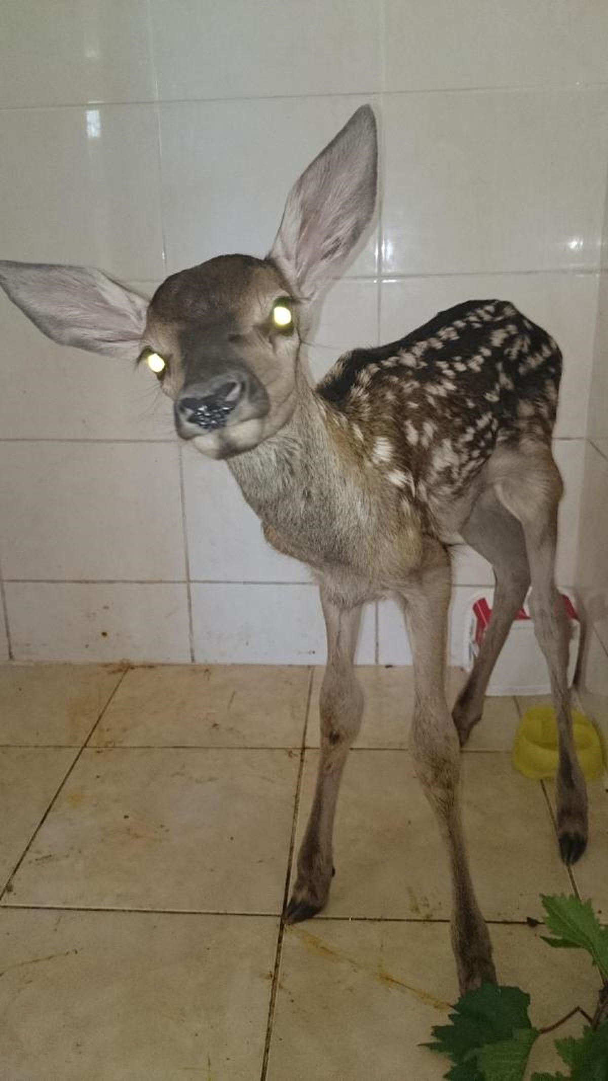 Yavru Ceylanı Elleriyle Beslediler