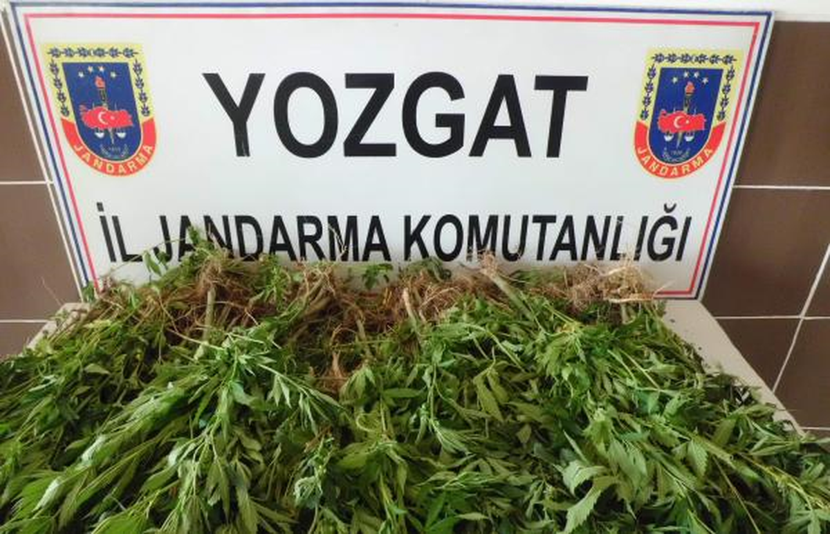 Yozgat\'ta Esrar Operasyonu