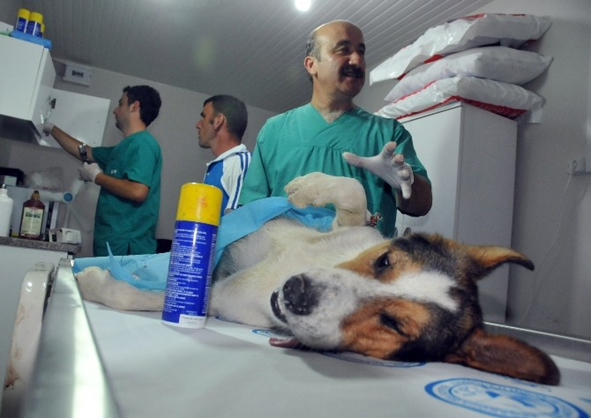 Akçakoca\'da Tüm Başıboş Köpekler Kısırlaştırılıyor