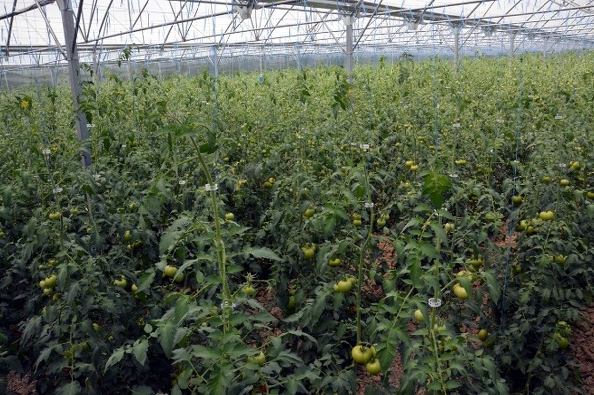 Doğu Karadeniz Bölgesi\'nin En Büyük Serası Trabzon\'da Kuruldu