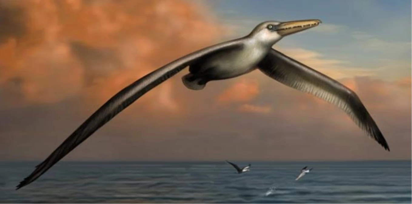 En Büyük Uçan Canlı Fosili Bulundu İddiası