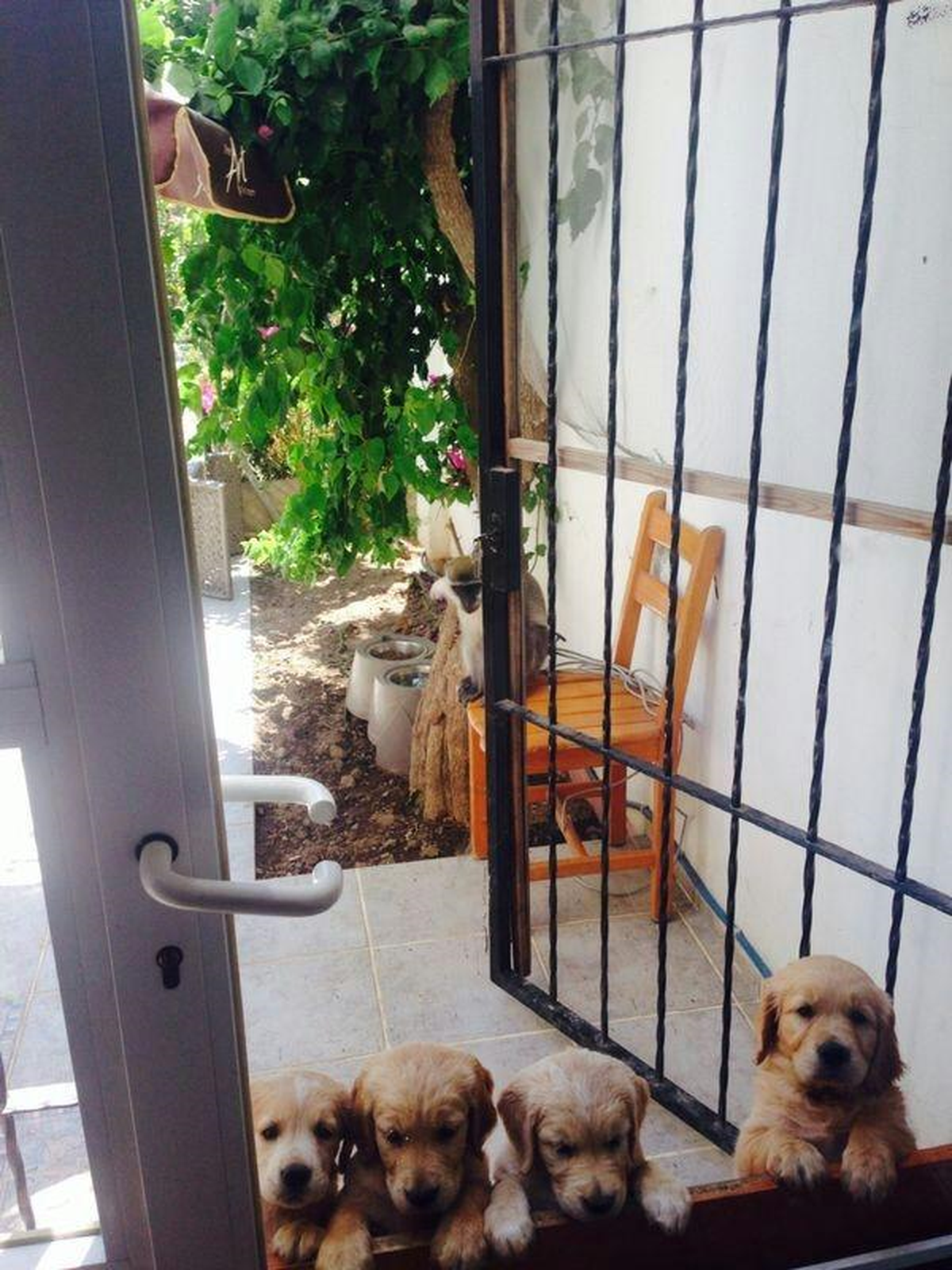 Evden Kaçan Maymun Köpeklere Saldırdı