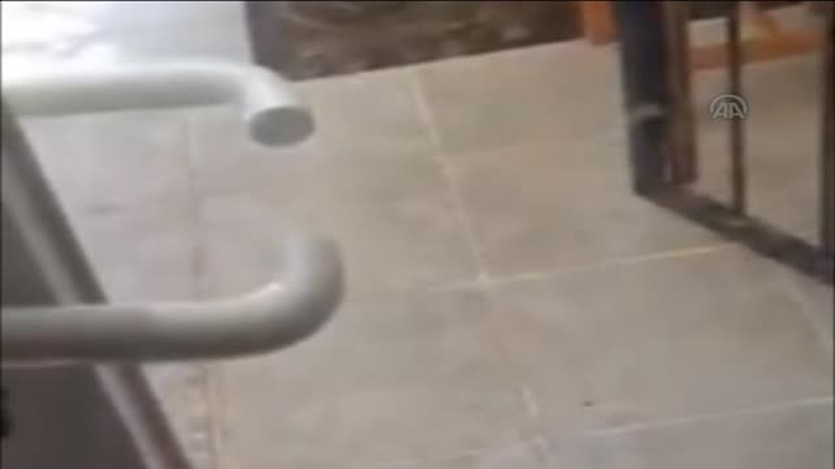 Evden kaçan maymun köpeklere saldırdı -
