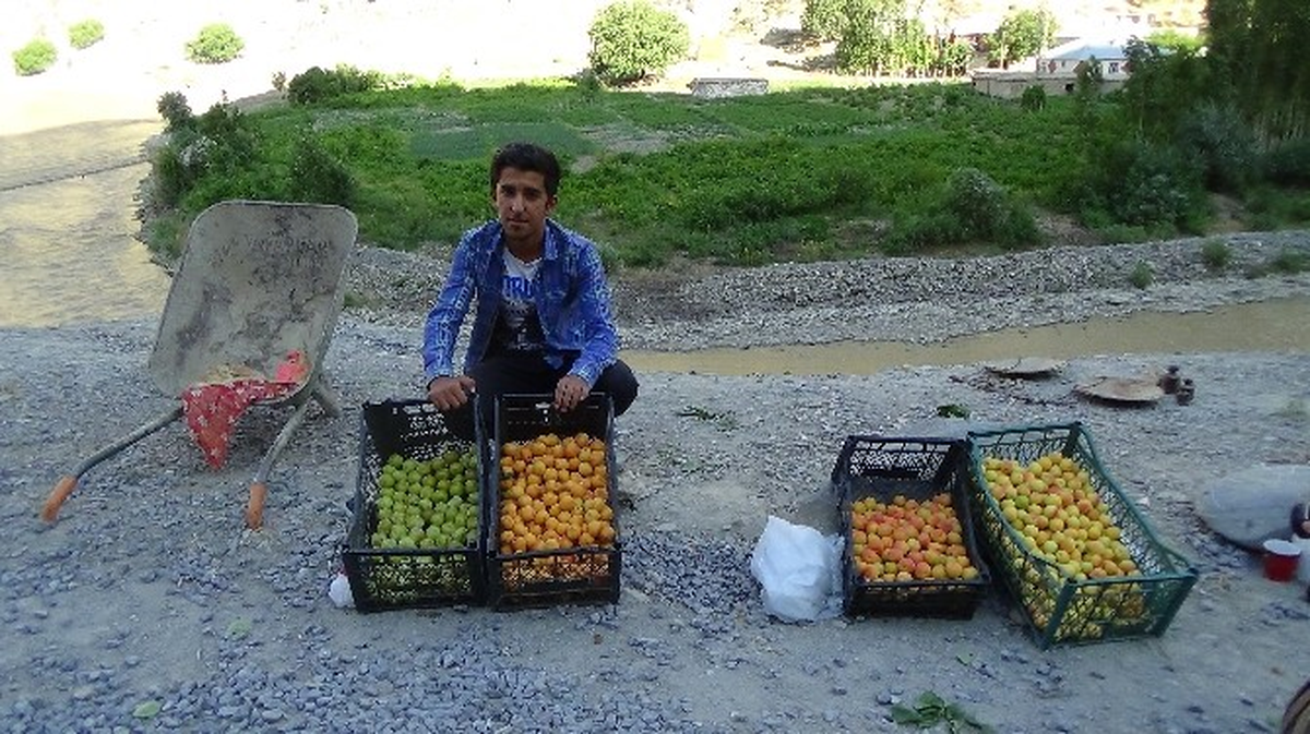 Hakkari\'ye Has Erik, Kayısı ve Elma Piyasaya Çıktı