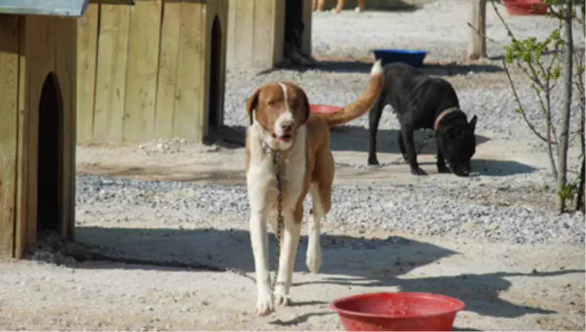 Hayvan Barınaklarında En Çok Bekçi Köpekleri Rağbet Görüyor