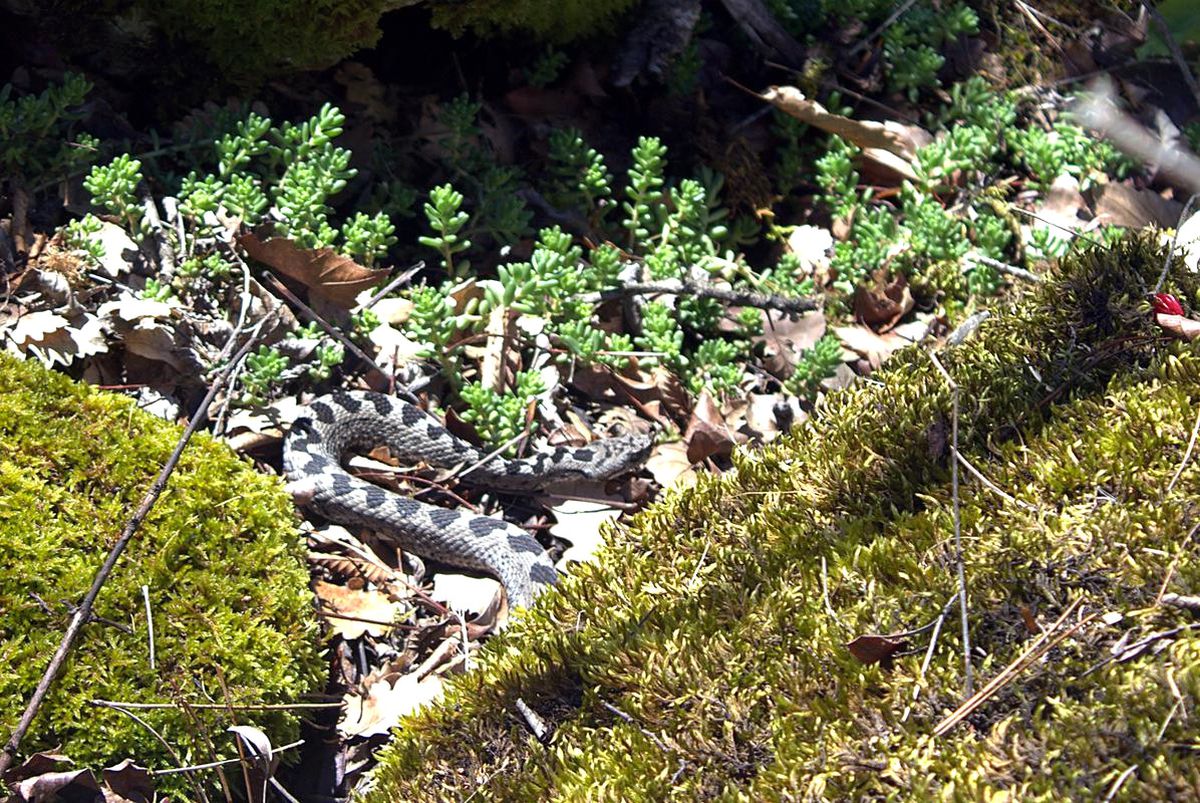 Karabük'te Boynuzlu Engerek Yılanı Görüntülendi