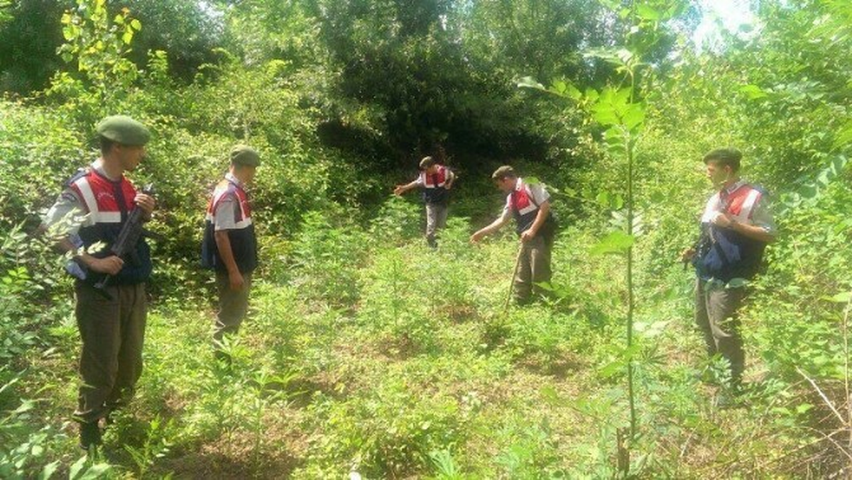 Ormanlık Alanda 300 Kök Kenevir Bulundu