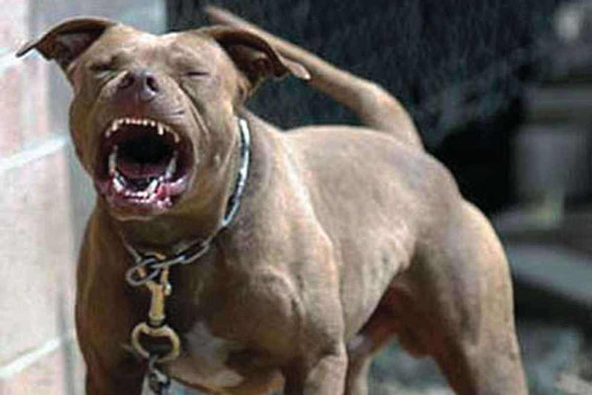 Saldırgan Pitbul'un Sahibine 'Silah Yasası'ndan Ceza