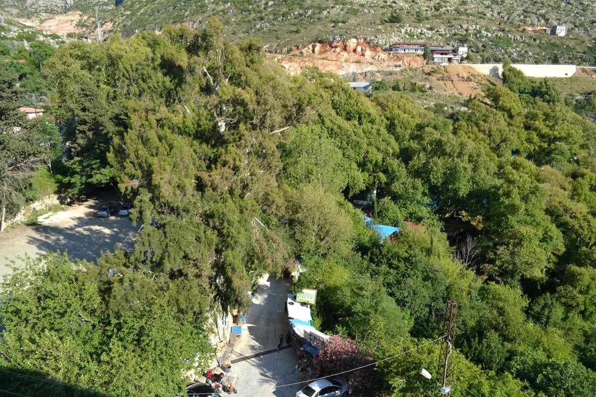 Su Perisi Daphne\'nin "Gözyaşı" Kuruyor
