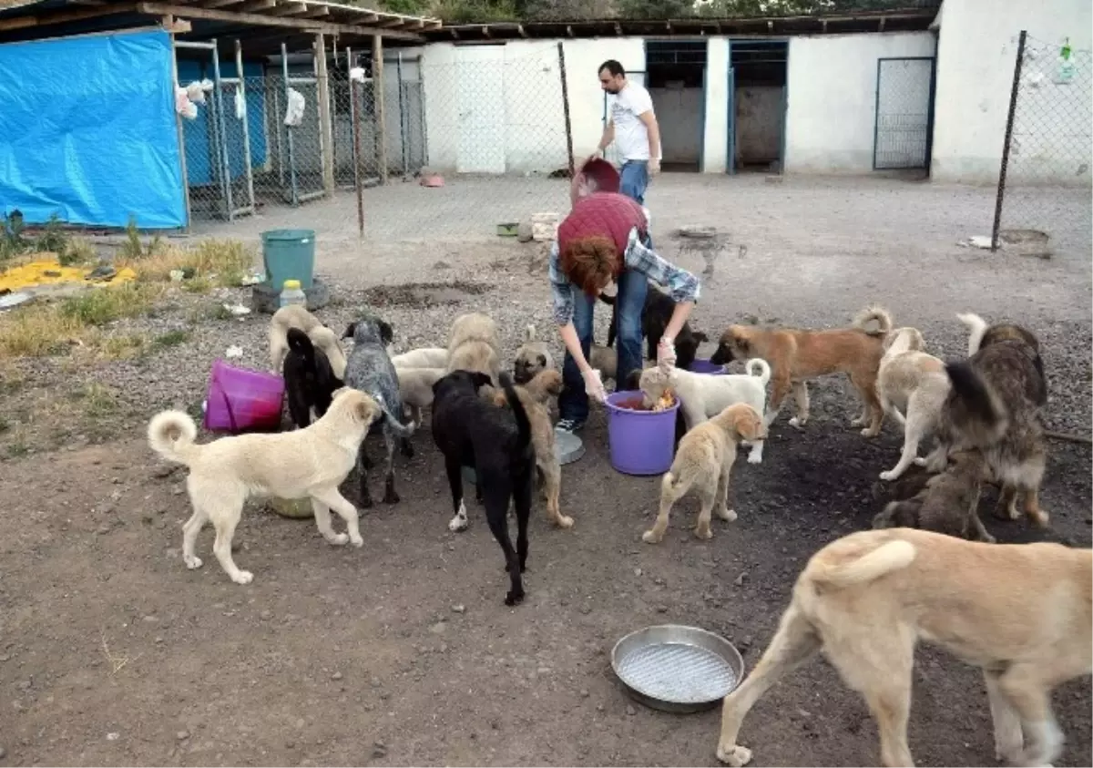 Aydın'da Sokak ve Doğa Hayvanları İçin Üçlü İşbirliği
