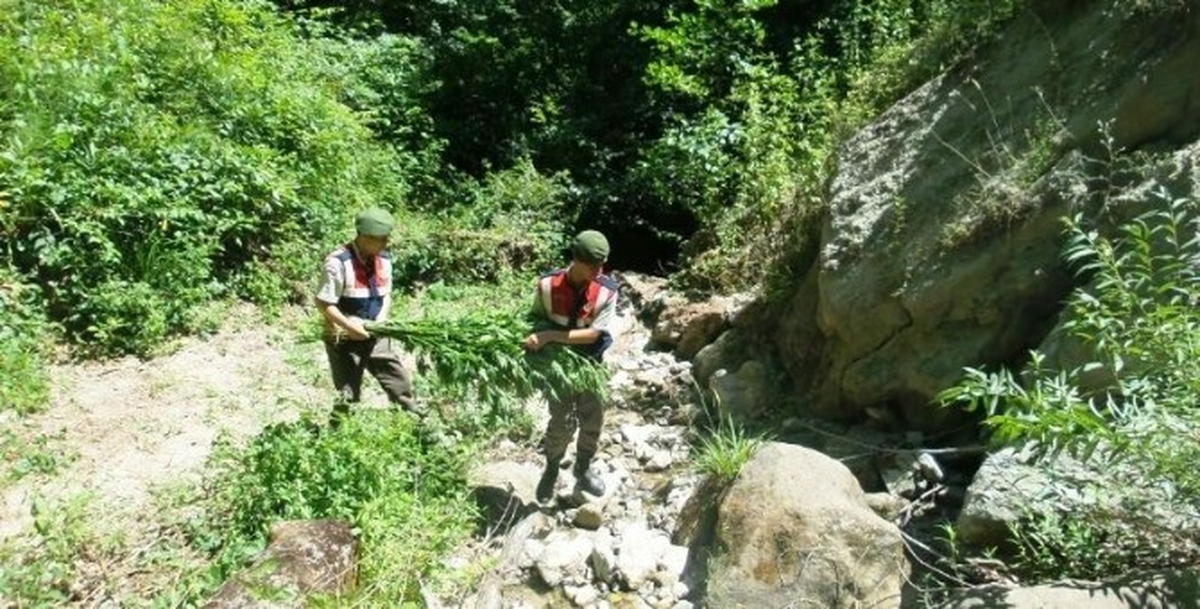 Bartın\'da Kenevir Operasyonu