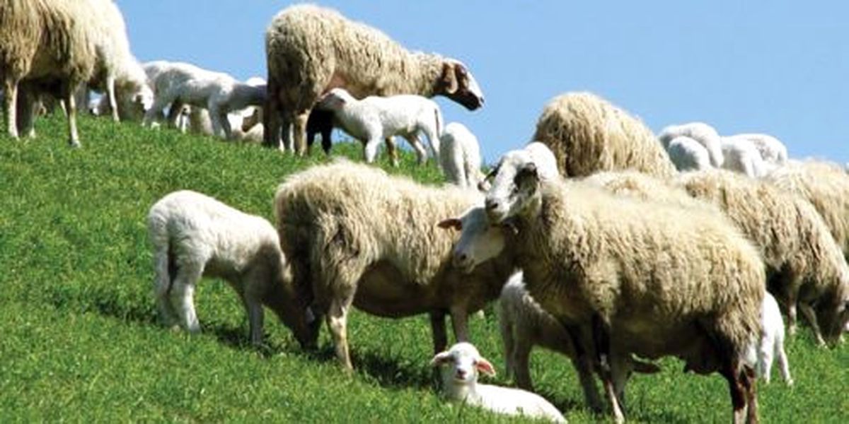 Besicilerin Sıcak Havayla Mücadelesi
