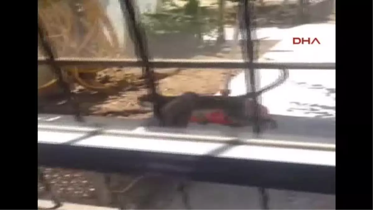 Bodrum\'da Sahipsiz Maymun Alarmı