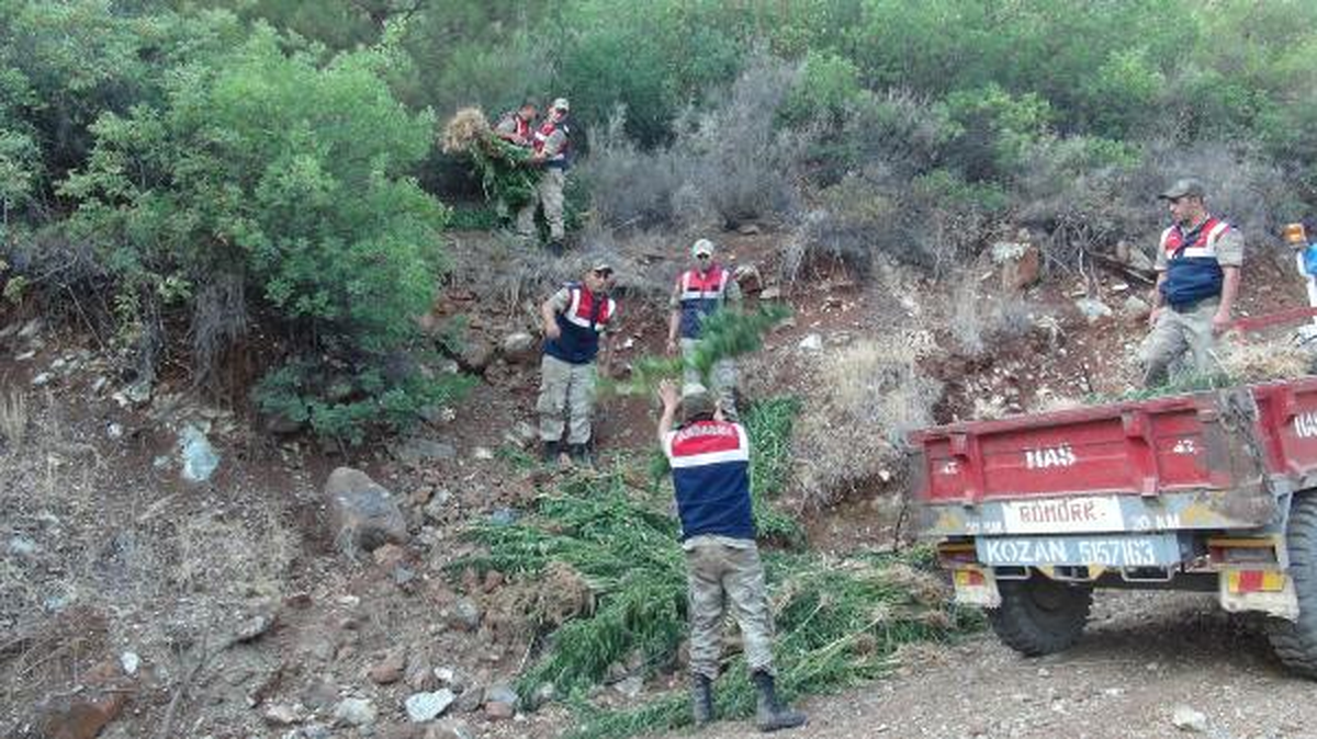 Hatay\'da 42 Bin Kök Hintkeneviri Ele Geçirildi