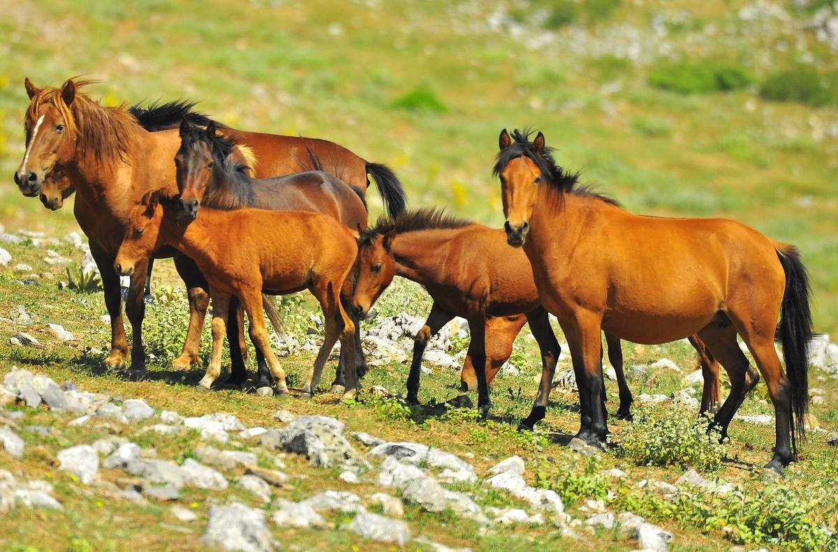 Milli Park\'taki Yılkılar "Binek Atı" Olacak