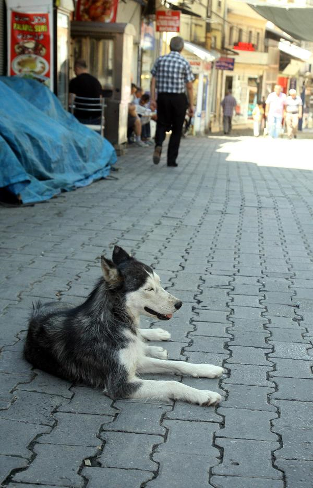 Şanssız Husky