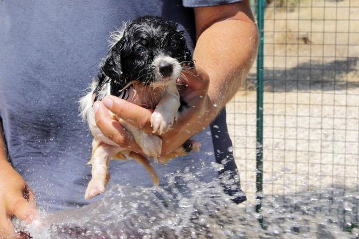 Sıcaktan Bunalan Hayvanlara Duş ve Dondurma