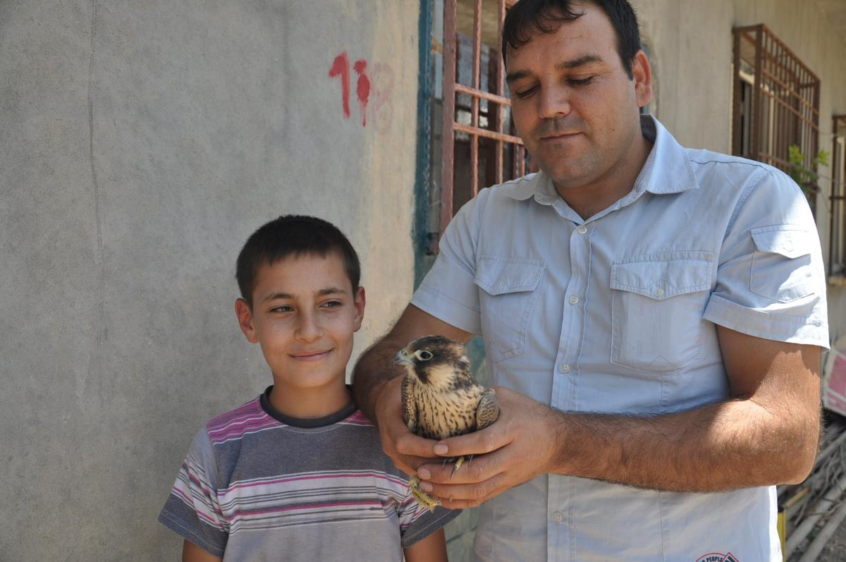 Silopili Aile, Yaralı Şahine Bakıyor