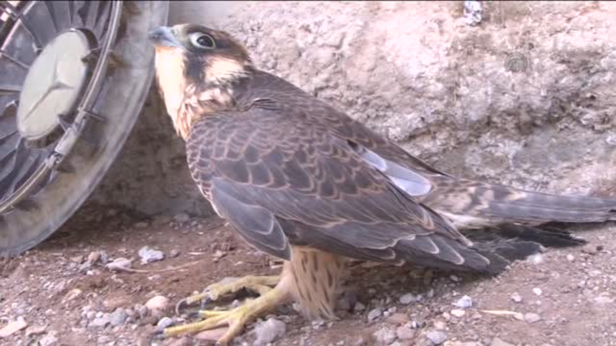 Silopili aile, yaralı şahine bakıyor -