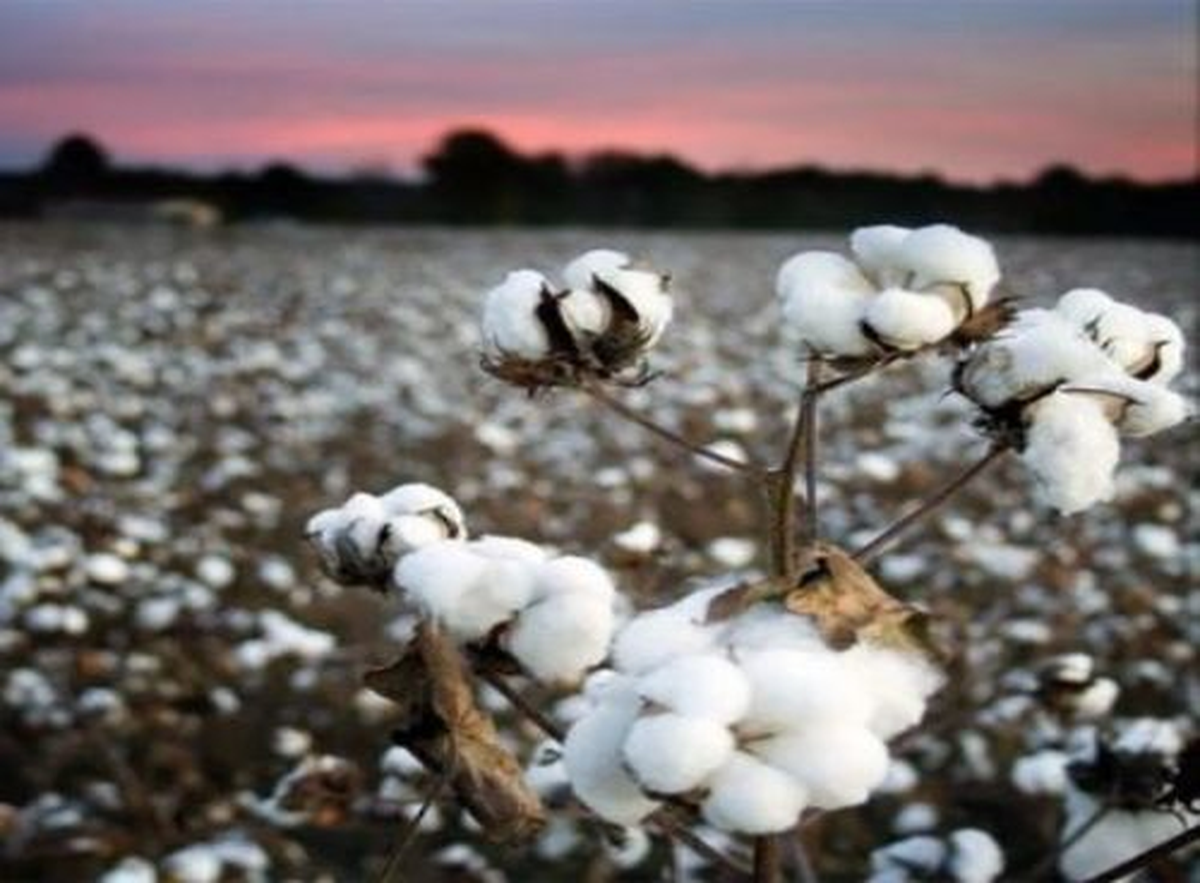 Adana Ticaret Borsasında Ürün Fiyatları