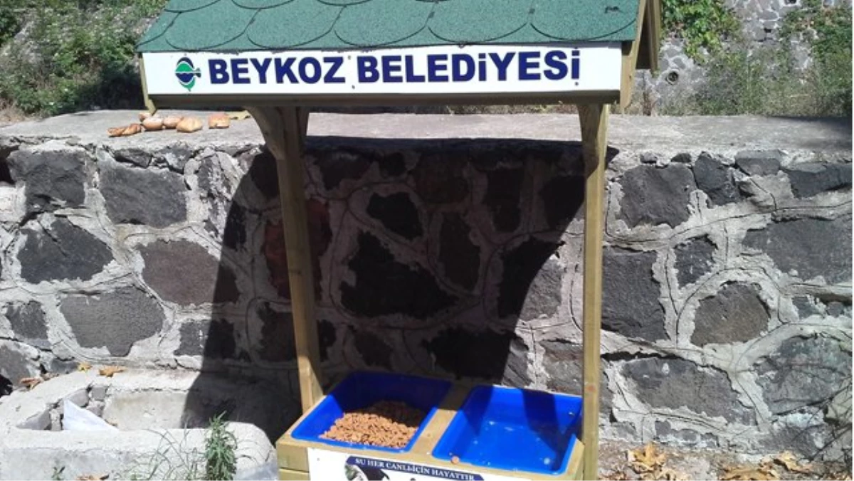 Beykoz\'da Hayvanlar İçin \'Besleme Noktaları\' Kuruldu