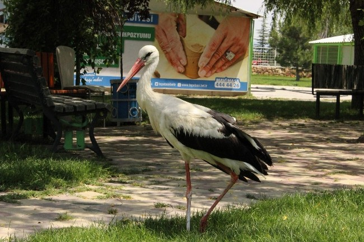 Yaralı Leylek Göç Etmek İçin Antrenman Uçuşlarına Başladı