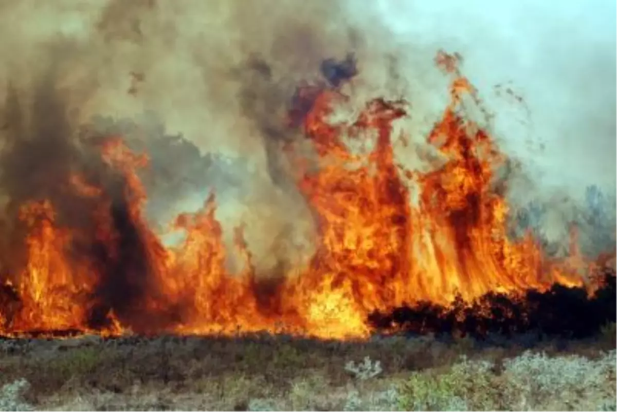 Bayramiç'te Orman Yangını