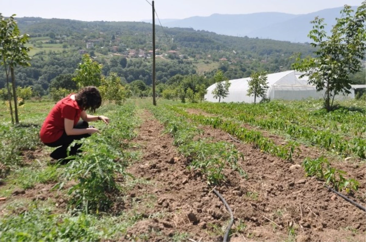 Kartepe, Ekoköy\'de Dağıtılan Fideler Ekildi