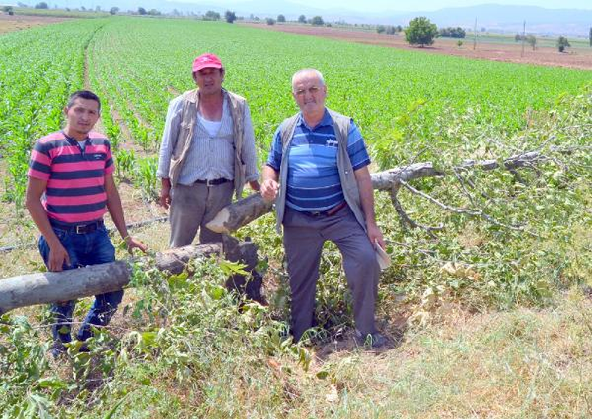Köyde 10 Çınar Ağacının Kesilmesine Tepki