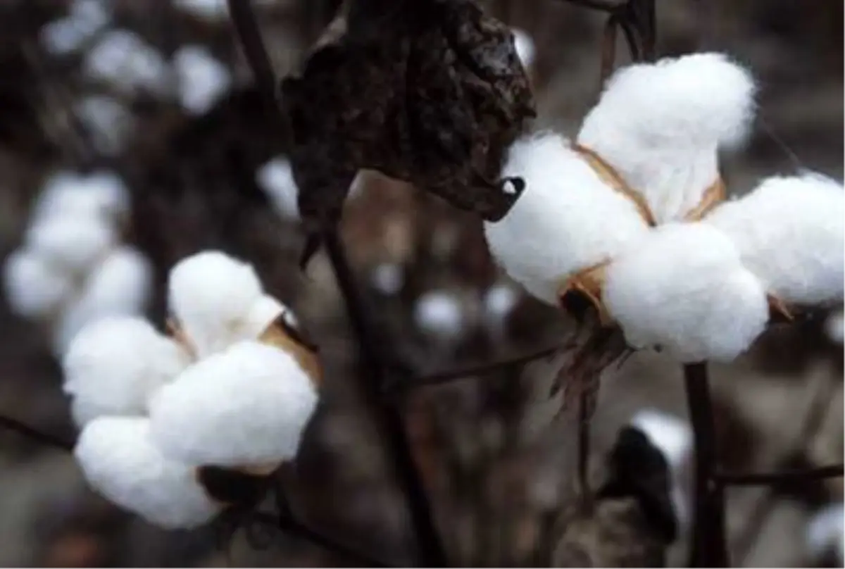 Pamuk Fiyatları Düşüşe Geçti, Tekstilde İndirim Bekleniyor