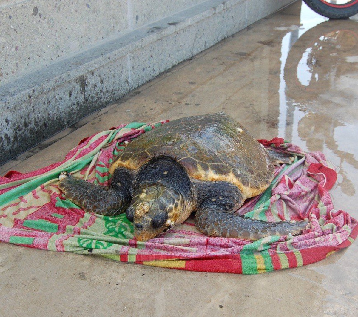 Sahilde Bulunan Caretta Carettaya Koruma
