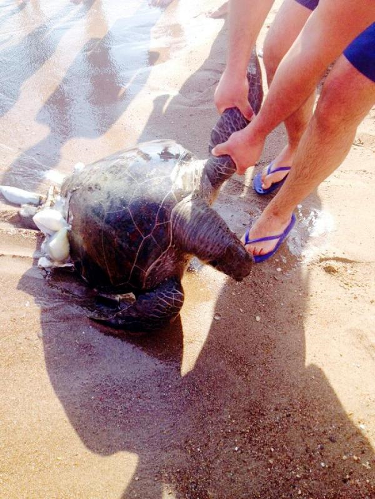 Sürat Motoru Caretta Carettayı Parçaladı