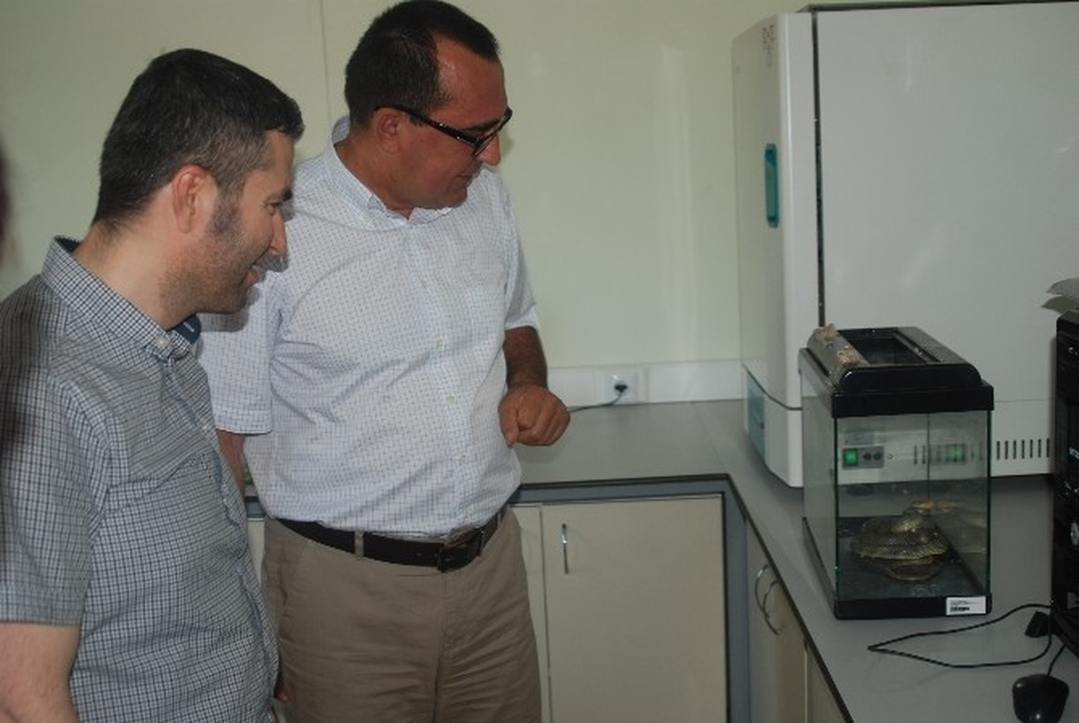 Yakalanan Yılan Bilecik Şeyh Edebali Üniversitesi\'ne Teslim Edildi