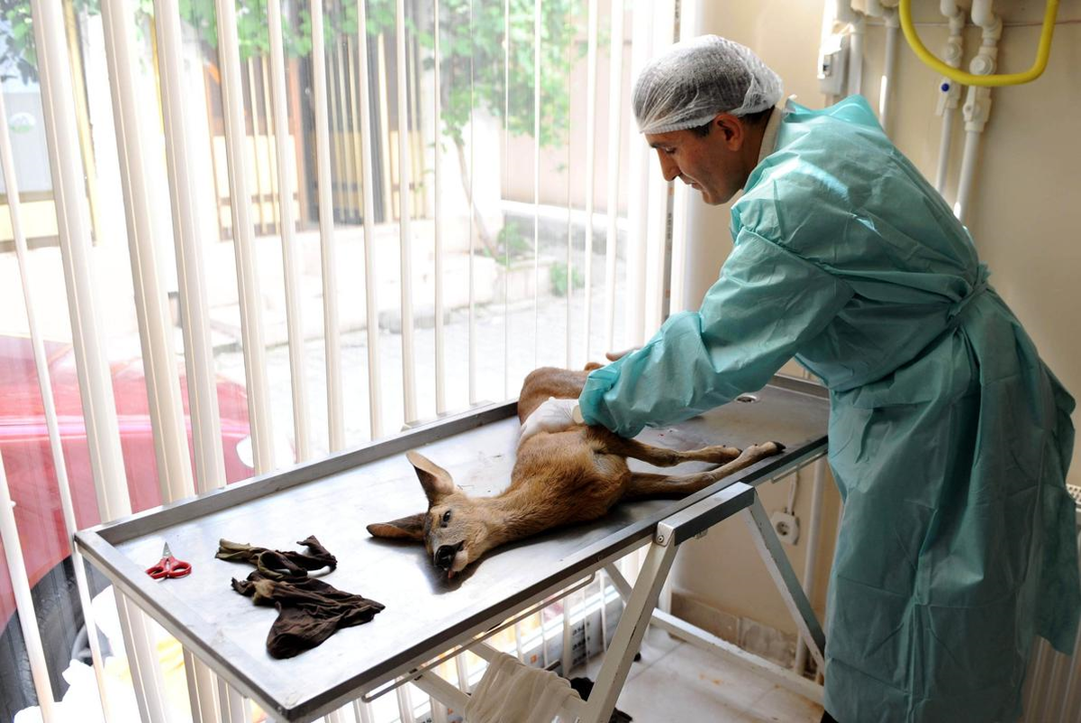 Yaralı Karaca Yavrusu, Koruma Altına Alındı